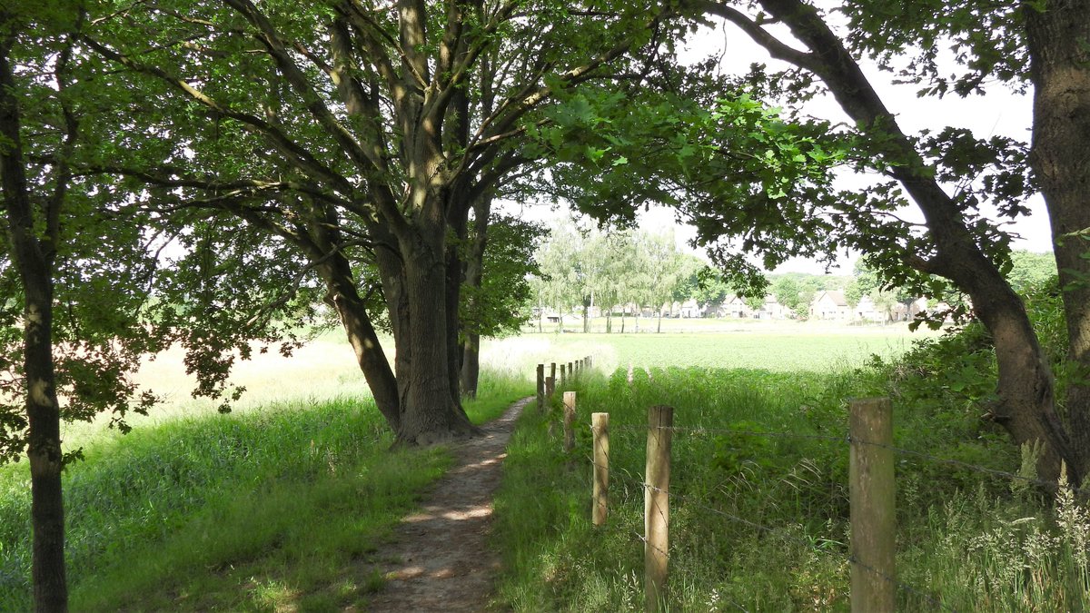inja5248's tweet photo. vanochtend gewandeld door 't #Sweeltje en 't #Sweeltjesbos #Montfort @Limb_Landschap 💚 https://t.co/jJNNACxFlp