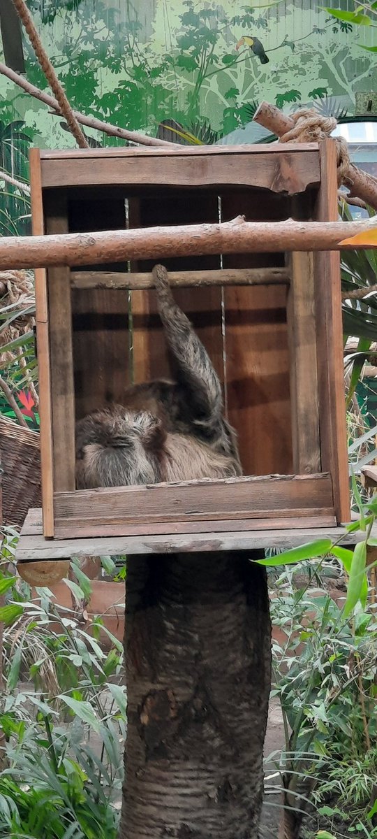 Great <a href="/agescotland/">Age Scotland</a> event <a href="/EdinburghZoo/">Edinburgh Zoo</a> today About Leading the Way in Age Inclusion, really interesting discussions, my top takeaway is that conversations should be taking place at all stages of career to build true age inclusion.  Also snuck in a cheeky visit to the Sloths! ❤️🦥