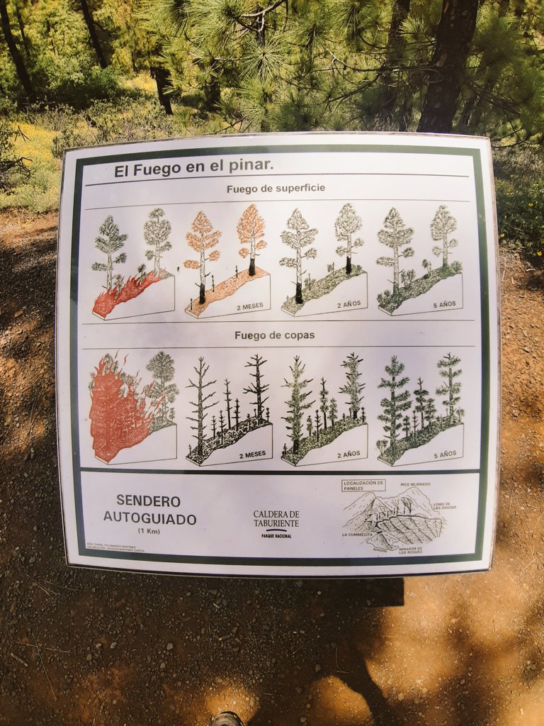 GusMorral's tweet photo. L' estructura resultant del pi canari #pinuscanariensis demostra la intensitat i severitat de l'incendi al rebrotar ( una de les poques coníferes que tenen aquesta reacció post incendi). #piroecologia #resiliencia #iiff #piroturisme #pirofriki #wildfire #lapalma #incendi https://t.co/tlXGEIihS7
