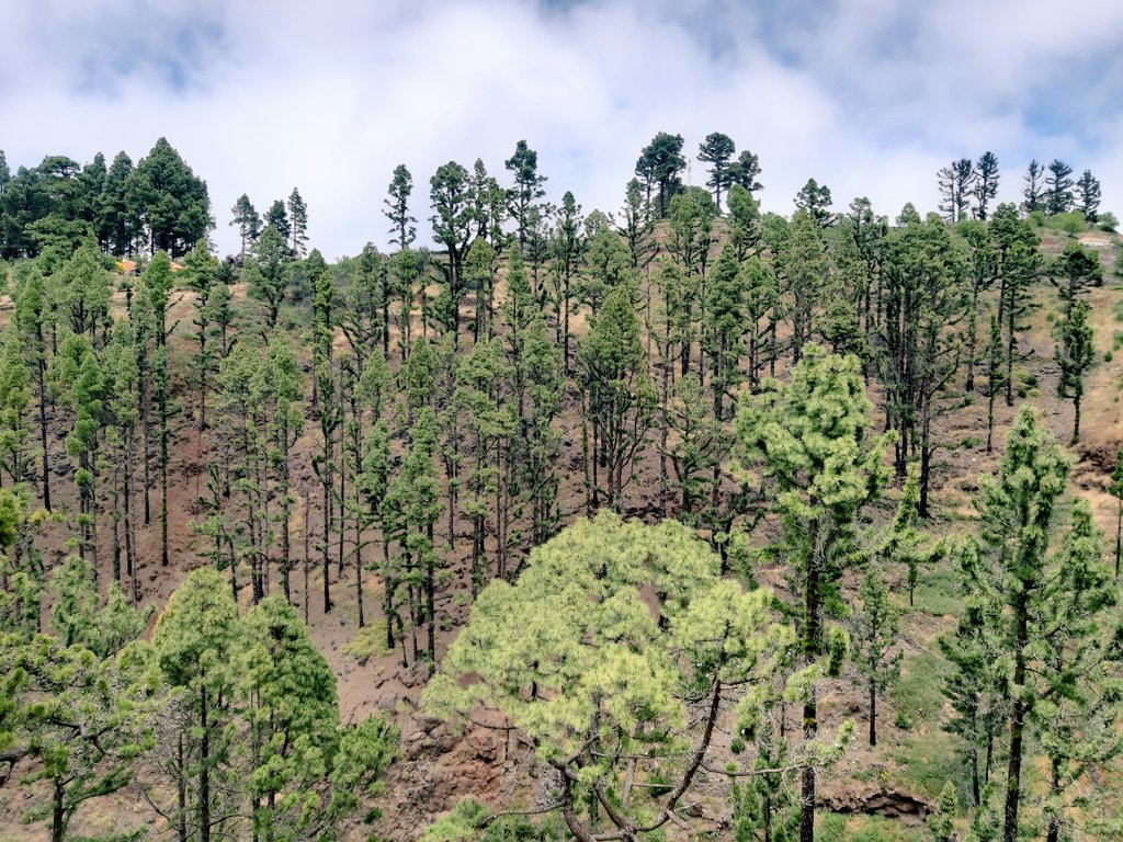 GusMorral's tweet photo. L' estructura resultant del pi canari #pinuscanariensis demostra la intensitat i severitat de l'incendi al rebrotar ( una de les poques coníferes que tenen aquesta reacció post incendi). #piroecologia #resiliencia #iiff #piroturisme #pirofriki #wildfire #lapalma #incendi https://t.co/tlXGEIihS7