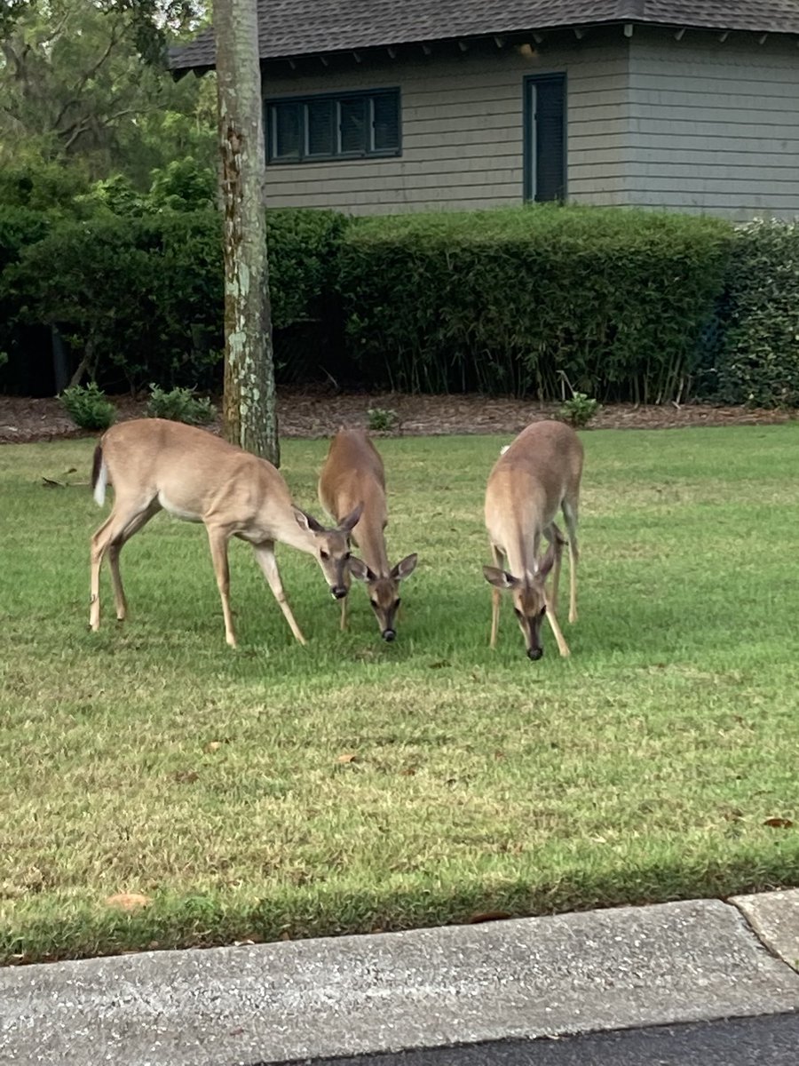 k8_leahy's tweet photo. Welcome back to ⁦@kiawahresort⁩ for our ⁦@NCBAorg⁩ Tax Section #CLE! Haven’t registered yet? Come in person or participate by live webcast: https://t.co/b1DdiIj40t. ⁦@CheyenneNCBA⁩ https://t.co/kFQBY3R160