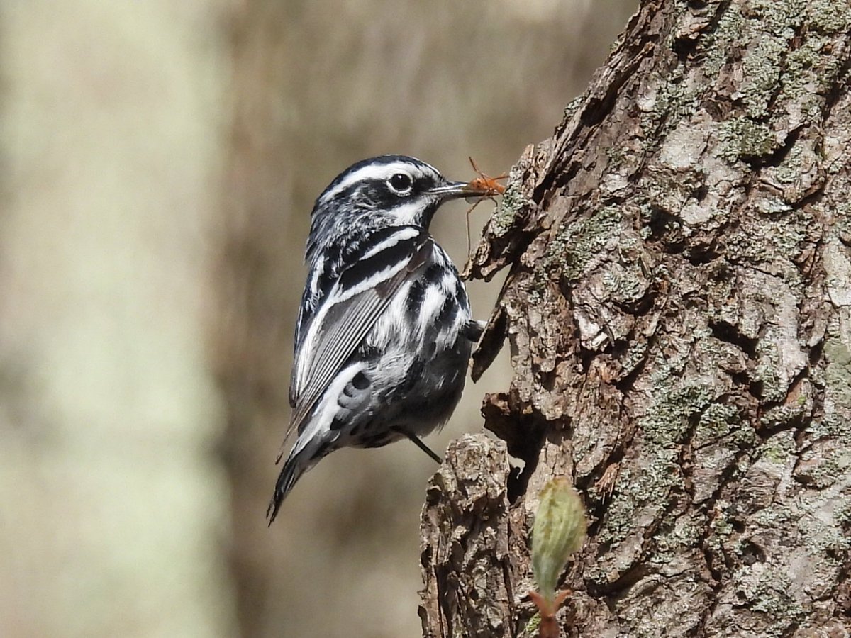 CTFortTrumbull's tweet photo. Thanks to our Resident Photog, we have some great photos from the @CTFortTrumbull parks, which include #HaleyFarm, #BluffPoint, and @FortGriswold. We are refreshing our Visitor Center photos and thought we'd share some that didn't make the cut. #CTNatureFans https://t.co/dPYuJK1EIb