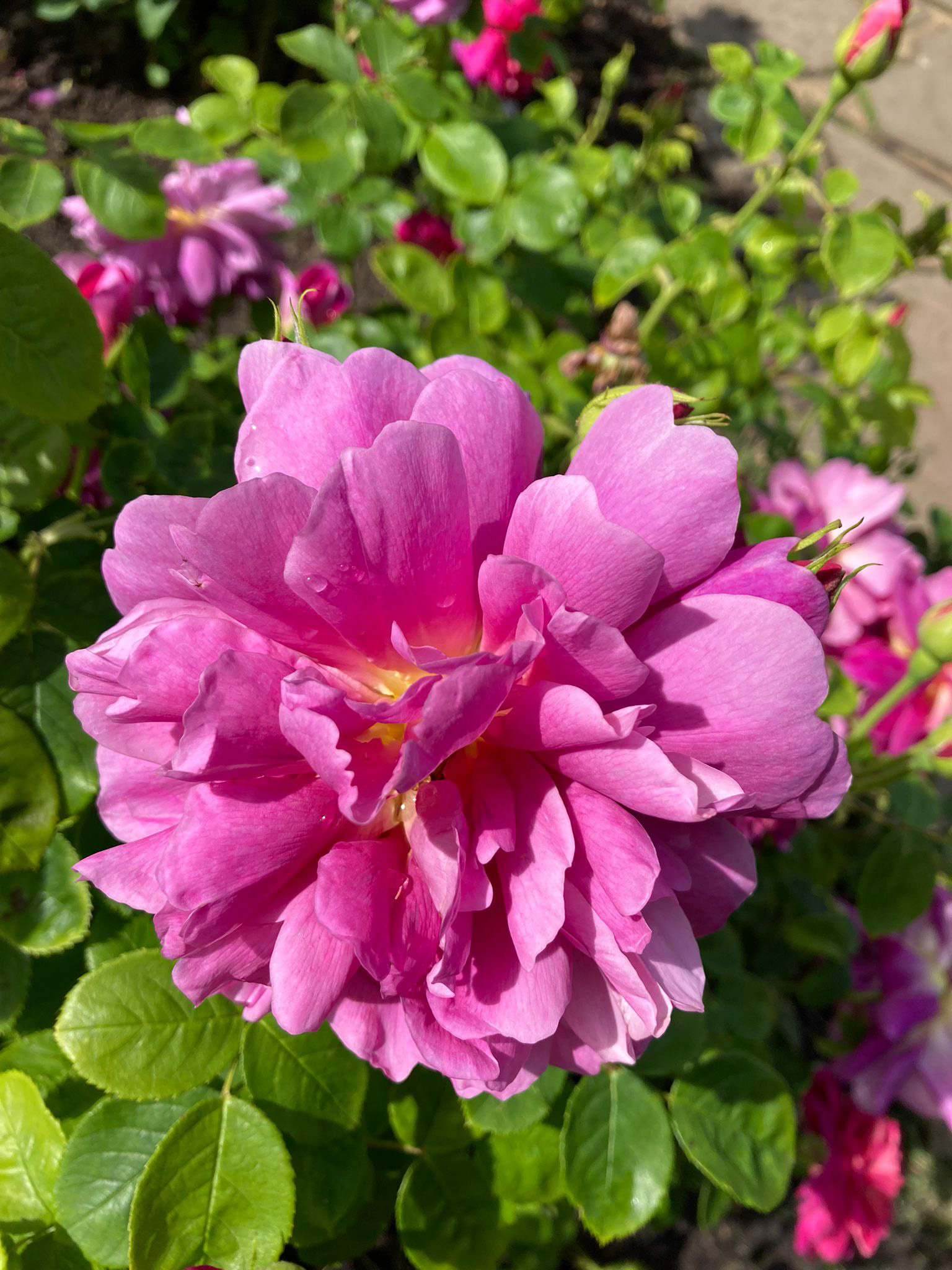 The Royal Parks on Twitter "Stunning rose colours on display in the