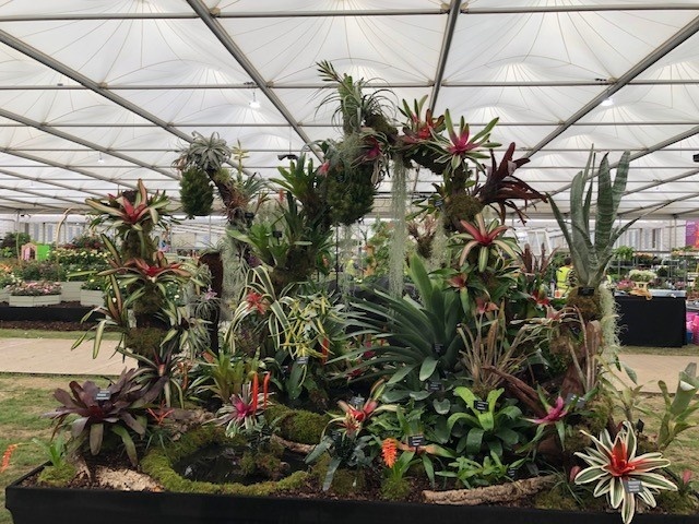 Walton_Gardens's tweet image. Congratulations to Don Billington who has won another Gold Medal award from #RHSChelsea, his 10th gold medal in a row! 🎉
Plants grown in our glasshouses are on display at the show, with the display illustrating how bromeliads grow in a natural setting.

@MyerscoughColl @The_RHS