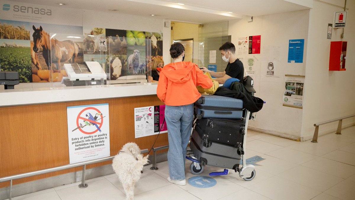SenasaAR's tweet image. ⚠️Sobre el ingreso de mascotas a la República Argentina provenientes del exterior 

El Senasa desempeña su labor como responsable de cuidar el bienestar animal y la salud pública en general. 

+ información ▶️bit.ly/3LPfMJ0