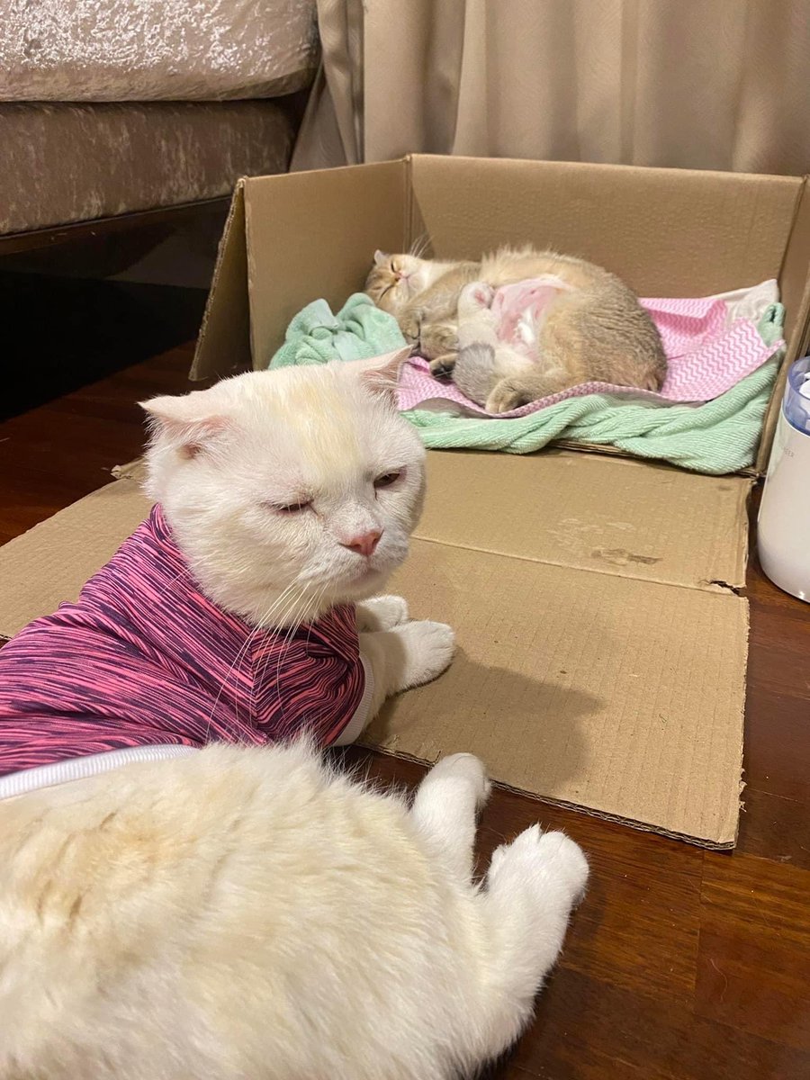 onlymelonp's tweet photo. คุณพ่อคุณแม่ลูก 1 #แตงโมต้องได้รับความยุติธรรม https://t.co/dkYkEhyjOu
