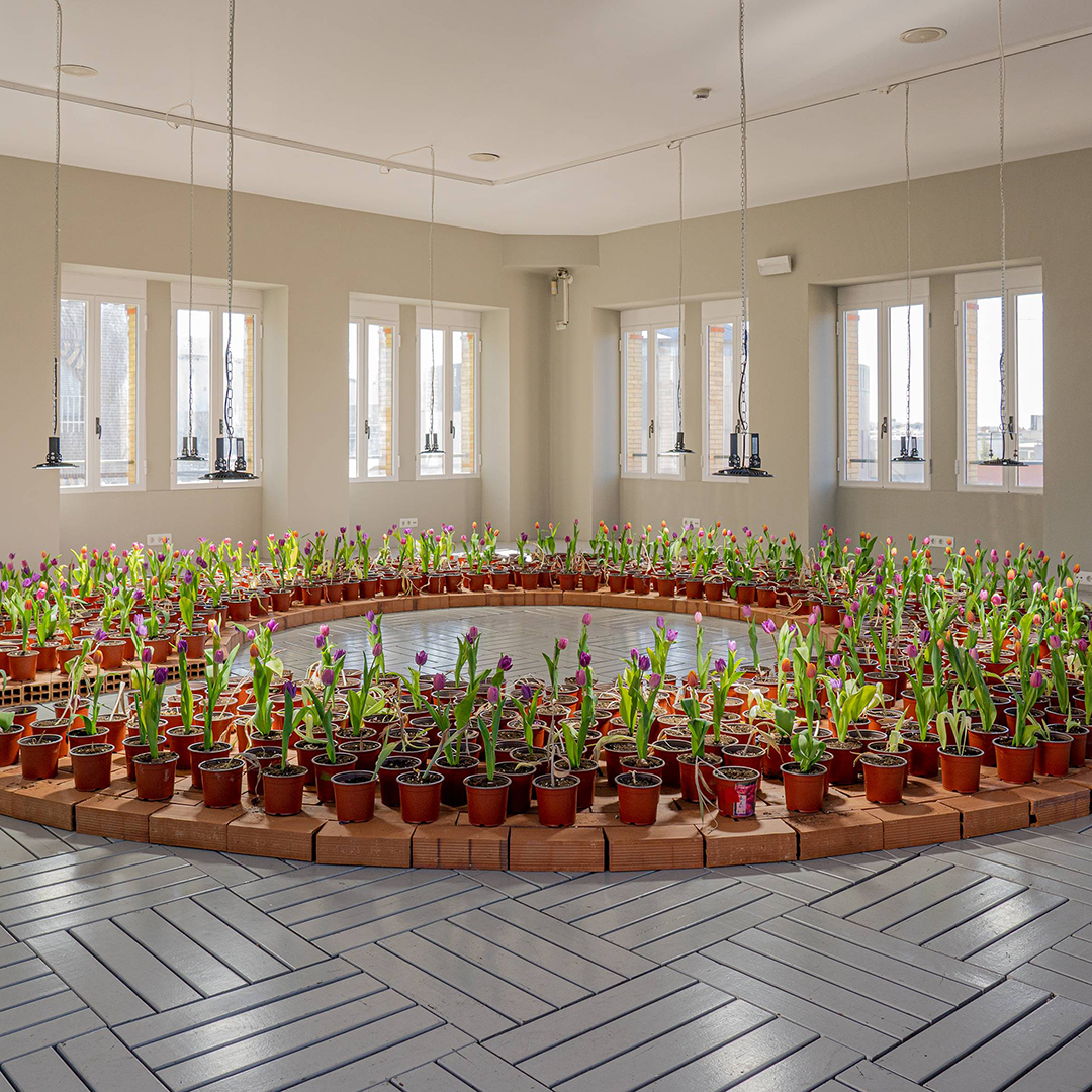 LaCasaEncendida's tweet photo. La nueva obra de #MichaelWang "Contagion Garden" consta de unos trescientos bulbos de tulipán “roto” plantados junto a otros seiscientos bulbos no #infectados, invitando a cuestionar el vocabulario y las metáforas que empleamos para hablar de las enfermedades #contagiosas. https://t.co/nnYtKHCoMe
