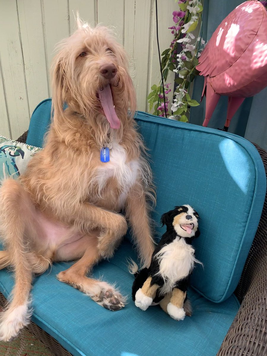 Owen Wilson vs The Bunsen Stuffie 

These two crack me up. 
Tongues out. Paws up. Twinsies. 
#DogsofTwittter