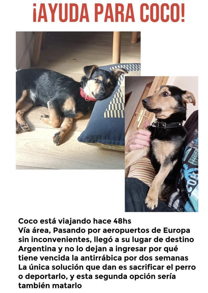 Proyecto4Patas's tweet photo. Coco está retenido en Ezeiza por @SenasaAR desde ayer a la madrugada. Coco viene viajando con su familia argentina desde Polonia. SENASA le exige cuarentena pero no tiene un lugar para hacerla, es decir le exigen algo de cumplimiento imposible. https://t.co/R8aqIRcYXU