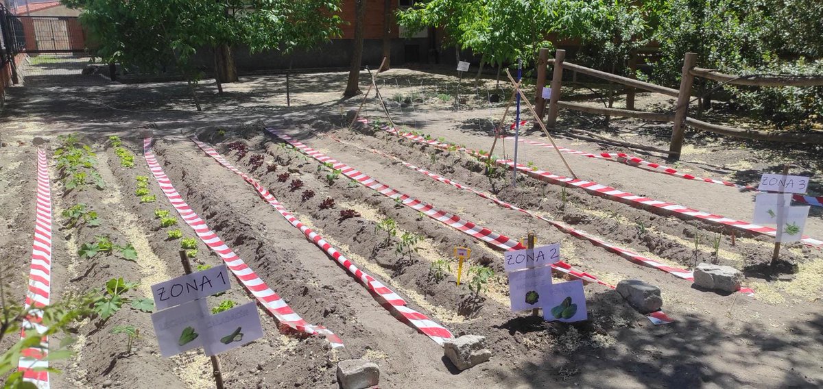 ceipteodosio's tweet photo. ¡¡Y así va nuestro huerto!! 
Tras varias semanas cuidándolo, ya empezamos a ver algún que otro resultado.
¡Os seguiremos enseñando el progreso!
🍅🥒🍓🥬🍈🥔🫑🥕
#huertoescolar #centroseducacyl https://t.co/cbHFs12rWg