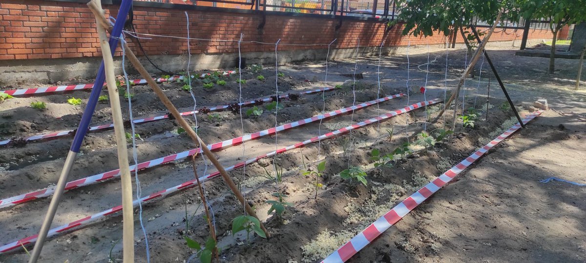 ceipteodosio's tweet photo. ¡¡Y así va nuestro huerto!! 
Tras varias semanas cuidándolo, ya empezamos a ver algún que otro resultado.
¡Os seguiremos enseñando el progreso!
🍅🥒🍓🥬🍈🥔🫑🥕
#huertoescolar #centroseducacyl https://t.co/cbHFs12rWg
