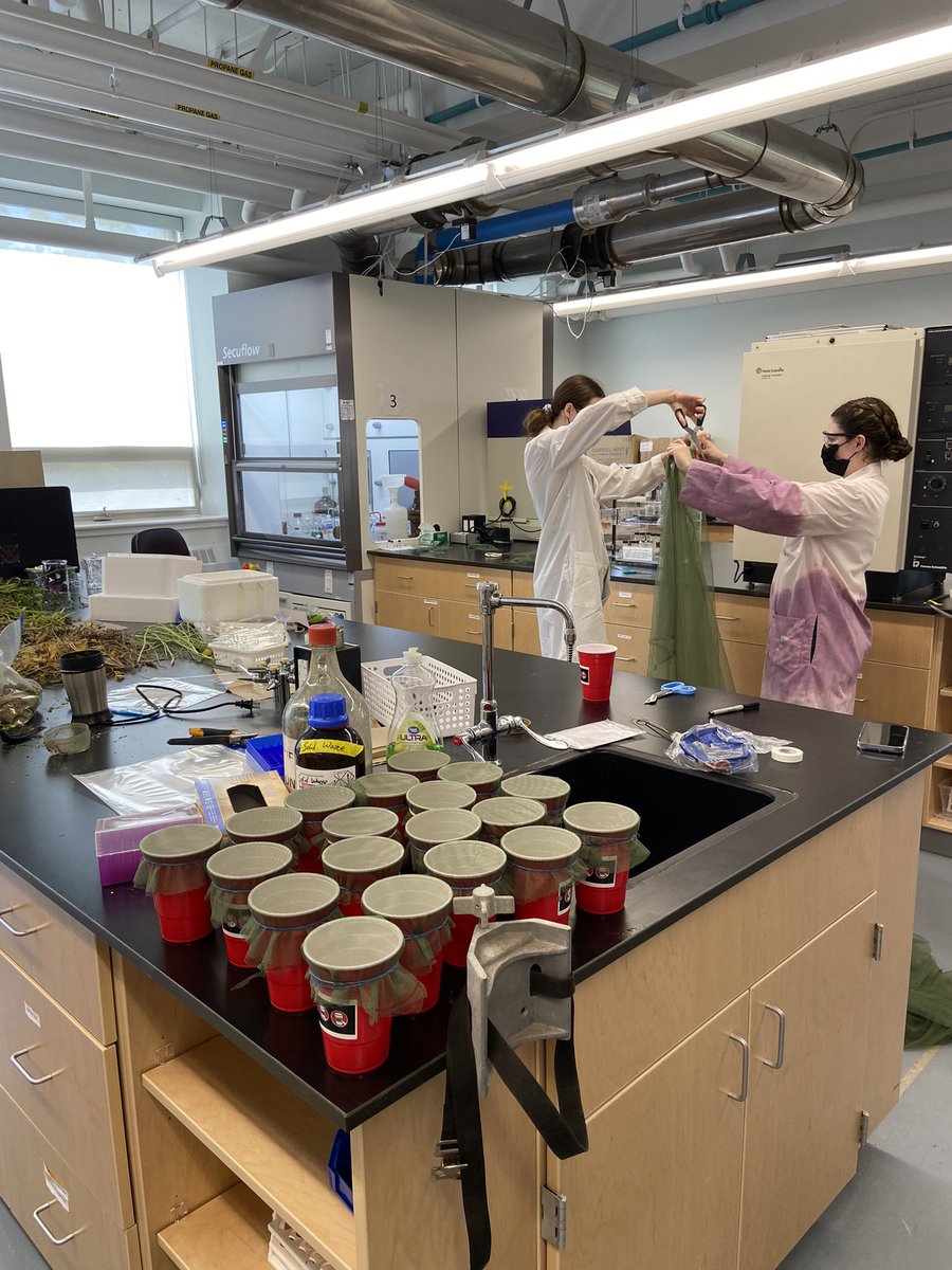 nicofaraone's tweet image. We are all getting ready for some field work action to test new formulas on ticks! Great collaboration with our industrial partner @Atlantickspray @acadiaresearch @AcadiaU