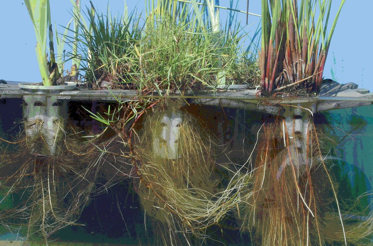 BeematsWetlands's tweet image. The exposed root mass on of #macrophytes in #Beemats floating treatment #wetlands facilitates #phosphorus uptake &amp;amp; storage in plant tissues, resulting in cleaner #water &amp;amp; reduced likelihood of #HABs.

#phytoremediation #waterquality #sustainability #stormwater #stormwaterpond