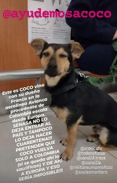 Proyecto4Patas's tweet photo. Coco está retenido en Ezeiza por @SenasaAR desde ayer a la madrugada. Tiene vencida por 8 días la vacuna antirrábica. Viene viajando con su familia argentina desde Polonia. SENASA le exige cuarentena pero no tiene un lugar para hacerla, le exigen algo de cumplimiento imposible… https://t.co/GTjIbnTVyZ