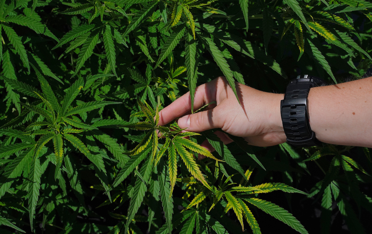 PurdueExtension's tweet photo. Join #PurdueExtension’s @HempMarguerite for a discussion on the Re-introduction of Hemp to Indiana!
 
June 9th at 12:00 p.m. ET
Register at: https://t.co/NnIgRZyfO4
 
This webinar is free and a recording will be shared with registered participants. https://t.co/rN8YNF3P6O