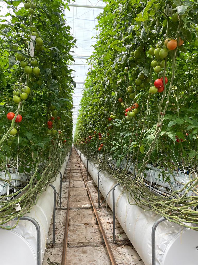 Theo Peters tweet media