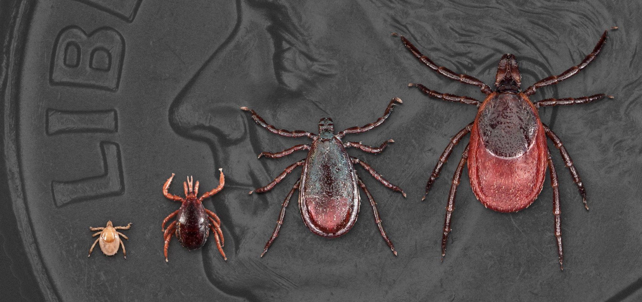 CDC Emerging Infections on Twitter "Blacklegged ticks can spread more