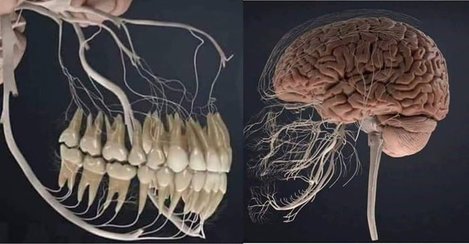 Rainmaker1973's tweet photo. The trigeminal nerve is the chief sensory nerve of the face. This visualization shows why toothache is often linked to headache [read more: https://t.co/o7z0pWnQhf] [source of the images: https://t.co/dcEuoDElAb] https://t.co/OsWZoV64OH