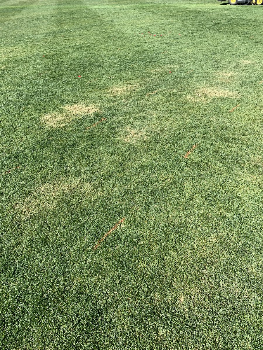 SportsTurfSun's tweet photo. Thrilled that this is all the damage we have from hosting 5 graduations in 2 days. Huge thank you to @lljohnsongolf for letting us demo the #Outcross and #Rotaquake to mitigate compaction in a new way. #BestOffice #NaturalGrass #TryNewThings https://t.co/UQroykJ1YJ