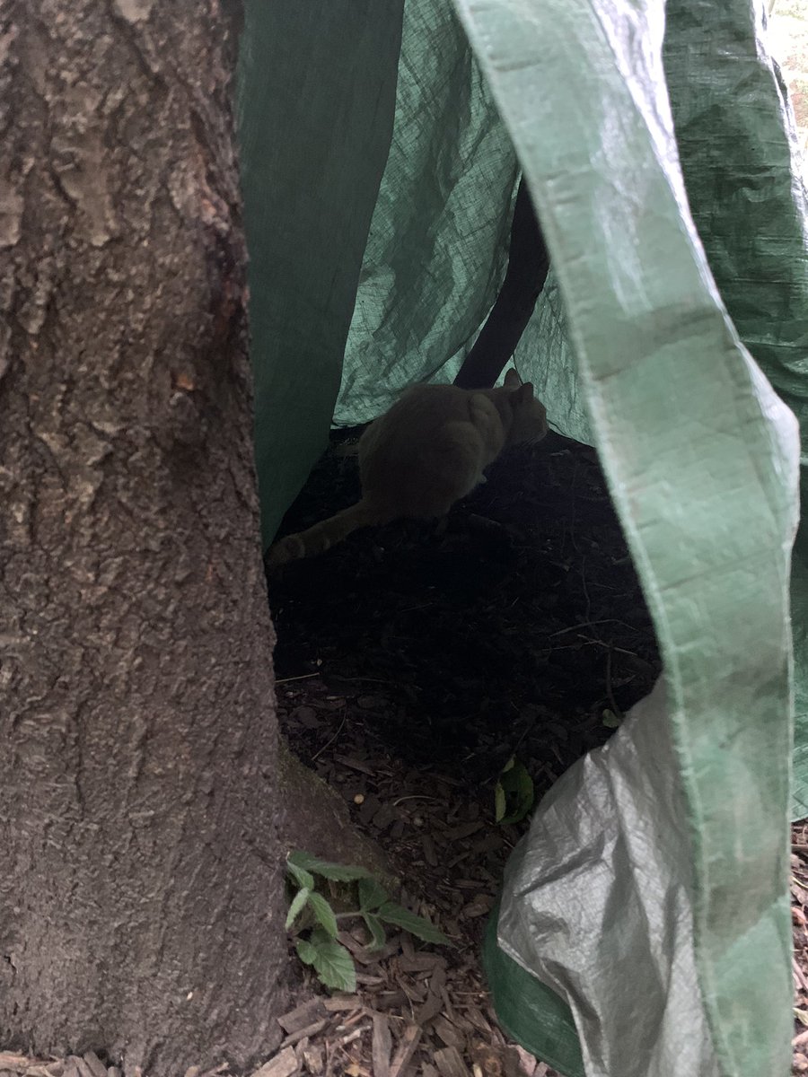 DanesfieldFS's tweet image. We had a visitor to FS this morning. Aptly named Garfield by Y3, who then joined them in the den and was made special 🐈 toys #animalfun @DanesfieldSchl @DanesfieldY3