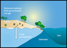 waterQnetwork's tweet photo. #Freshwater #Wetlands maintain a fragile balance of Freshwater bubble over coastal #saline water . These wetlands are precious because
#SalinityMatters and has huge impact on coastal communities 
Courtesy: Wetlands international @WetlandsInt https://t.co/PiO6OQqaiV