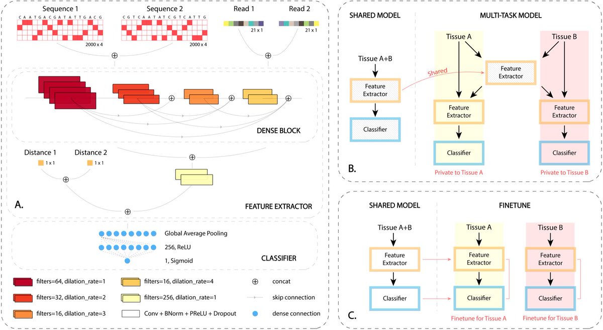 DeepPHiC: Predicting promoter-centered chromatin interactions using a novel deep learning approach biorxiv.org/content/10.110…