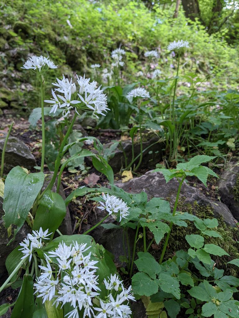 FirEndsSchool's tweet photo. This morning we found archangel, champion and speedwell on the streamwalk. After a bit of searching we got ramson by the river during abseiling to get a full house! https://t.co/zYU7uMY5Qm
