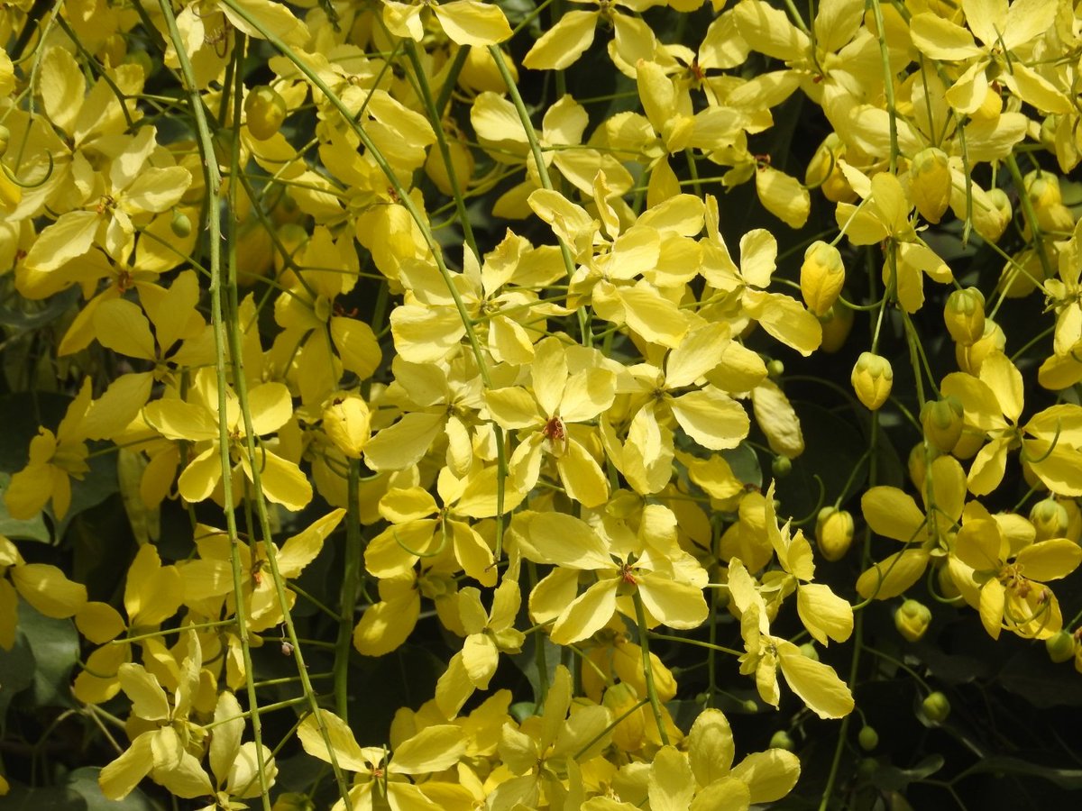 It's hot, I know. But I also took these summer-joy pictures for you, waiting for sunrays to fall on the flowers just-so.

Amaltas laughing in the sun.

#WildlifeofDelhi