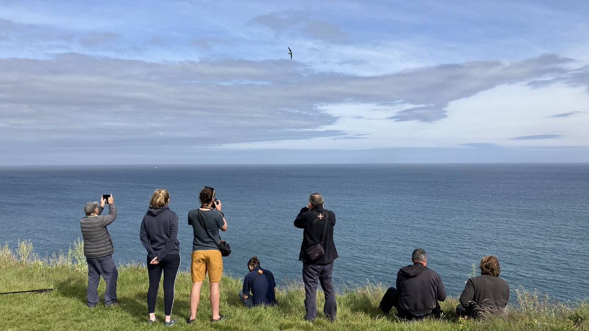 Birds of Poole Harbour tweet media
