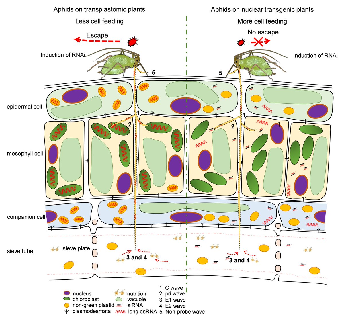 Molecular Plant & Plant Communications tweet media