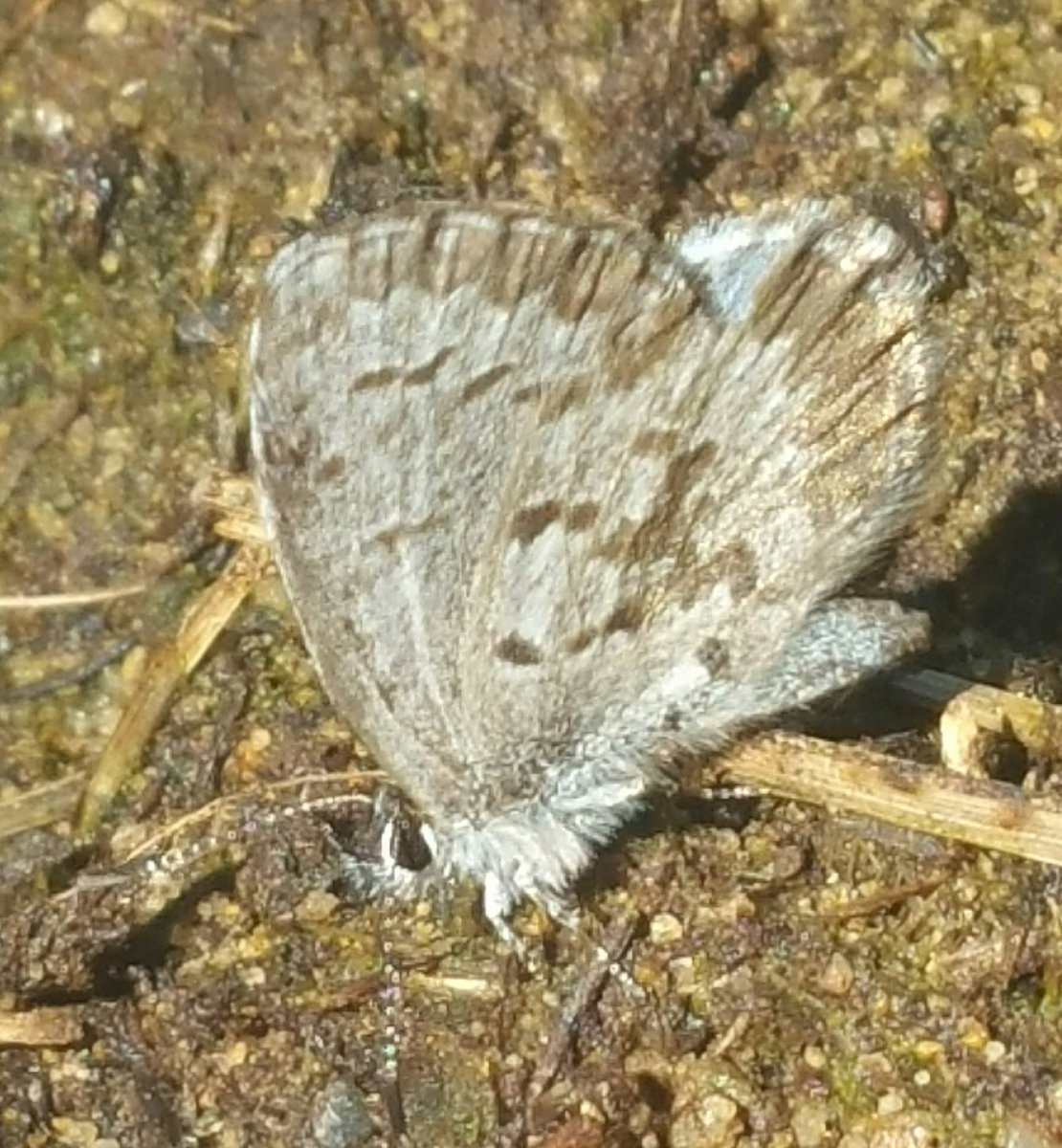 TheRustyIRiS's tweet photo. Little tiny Blue Butterfly. They look more blue when the fly.
#Azures #BlueButterfly #invertebrates #nature #butterfly https://t.co/FOd4RCJnmk