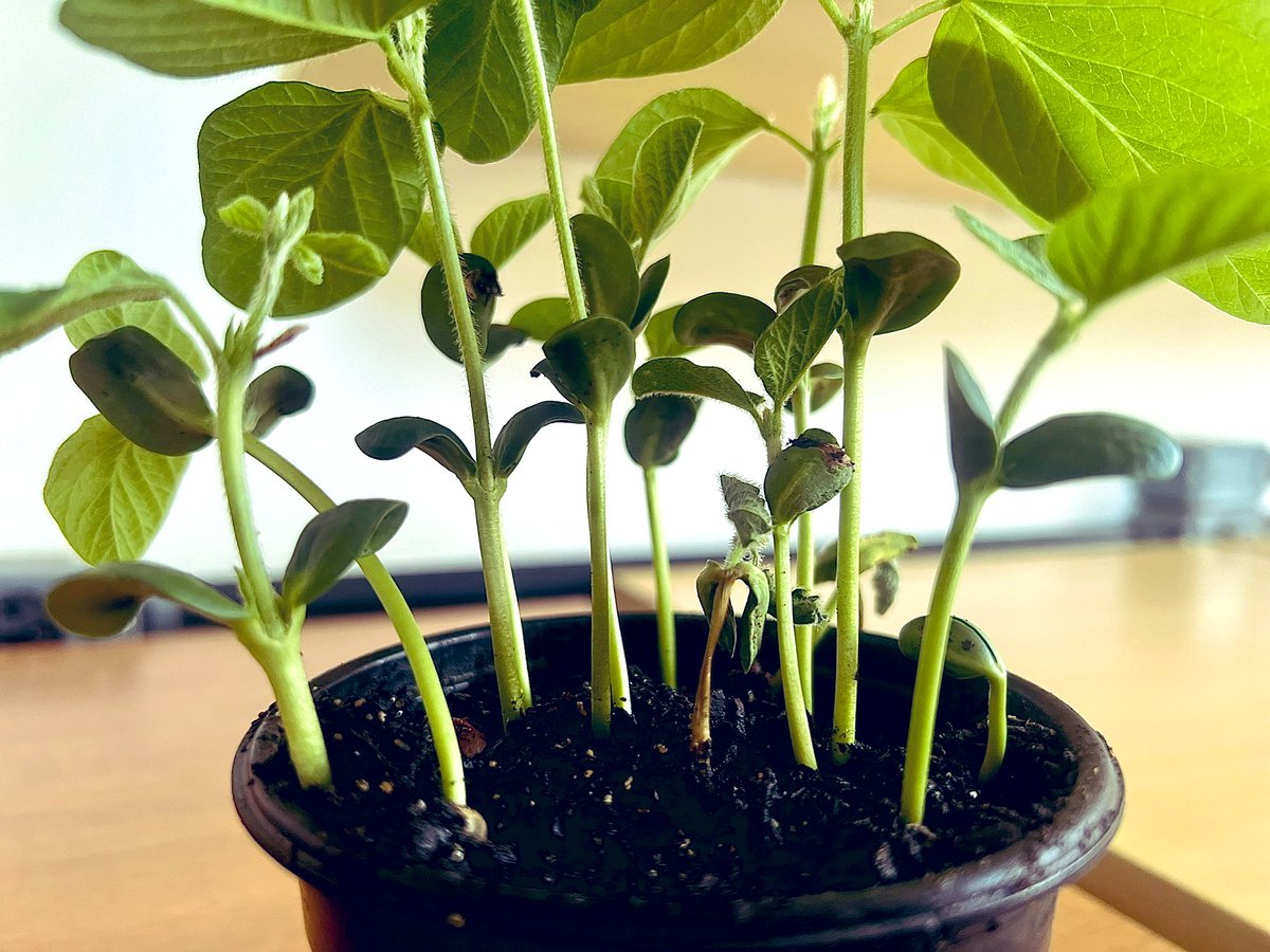 It’s very nice when a bioassay works as planned. #Phytophthora #root and #stem #rot of #soybean. High throughput analysis of soil samples coming soon… thanks to the hard work of <a href="/alvesbel/">Izabel CA Batista</a>