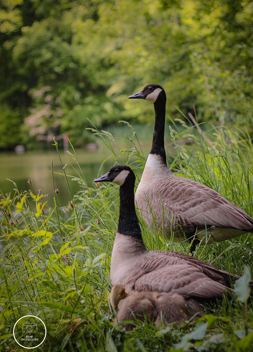 Family
Mum and dad keeping a close check on the little ones (All tucked under Mum's wing)
🦆🦆
 #landscapeoftheday #landscape_capture #landscapephotos #landscapes 
 #landscape_captures  #landscape_lovers     #bestukpics  #explore_britain_ #gloriousbritain #topukphoto #nature