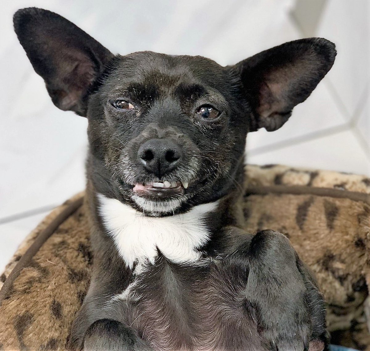 DrEllenKinzl's tweet image. And then there's Jenny, looking pretty pleased with herself. And why not? 
.
.
#secretlifeofdogs #torontodogs #libertyvillage #animalhospital #veterinarian