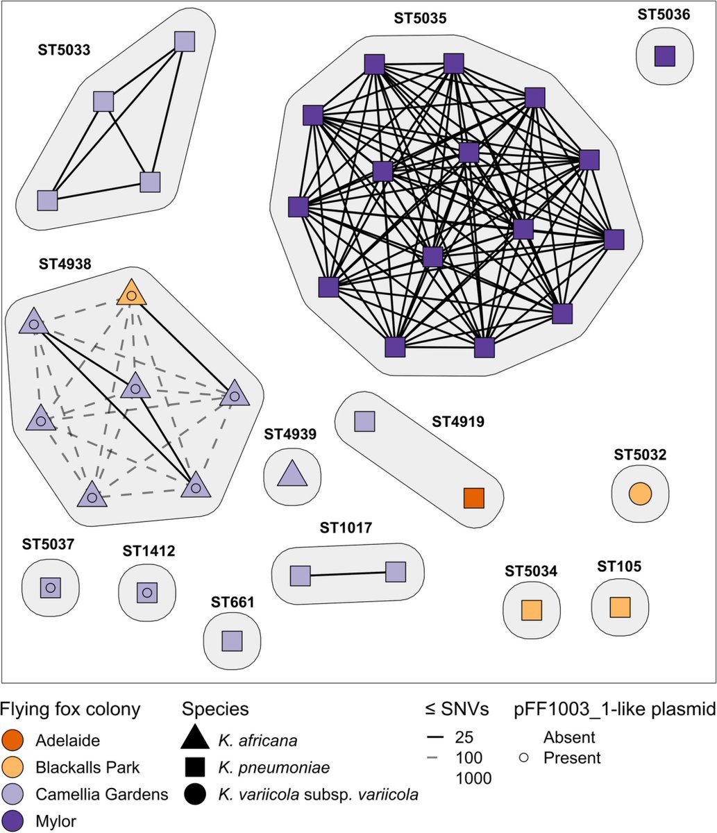 bananabenana's tweet photo. Our new paper just dropped where we tracked transmission of #Klebsiella strains and plasmids within and between grey-headed flying fox colonies.

Tasty networks and phylogenies inside.

https://t.co/fXosnEok8M https://t.co/NYKcb4bKfU