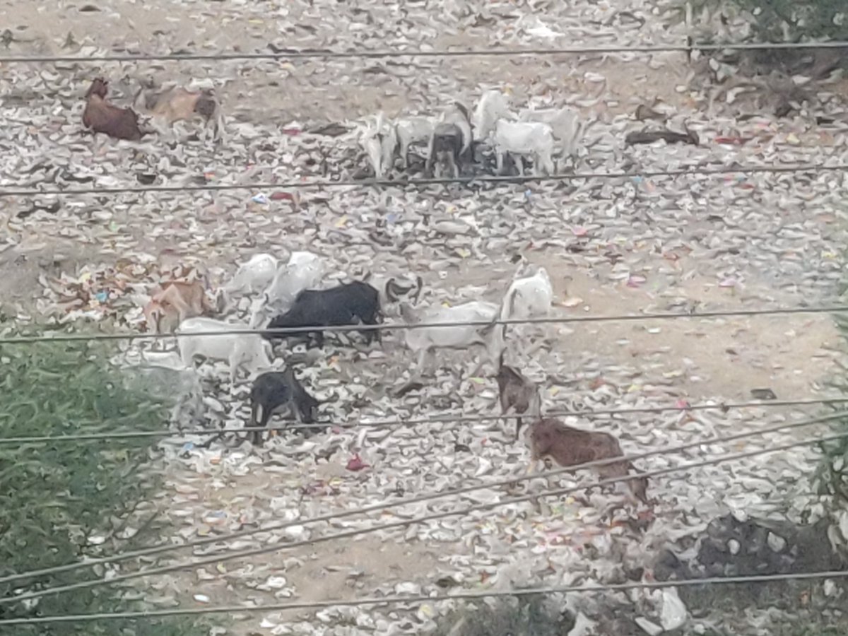 raisk07's tweet photo. @byadavbjp @mlkhattar Please as a environment minister tell Me honourable CM to take notice of garbage dumping behind Sidco shivalik apartments sec 1 Manesar. They are dumping in green area. @MCManesar @hsiidc @mdhsiidc @CommissionerMCG @PMOIndia https://t.co/WaKGUFoyXR