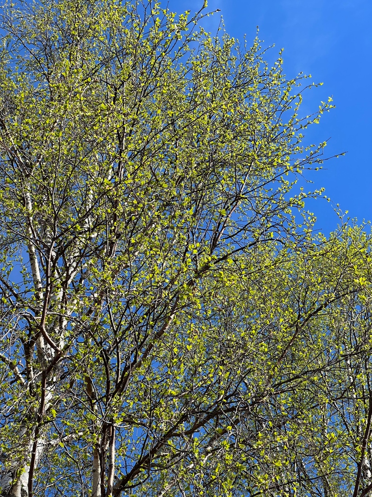 filipsborg's tweet photo. Wonderfully beautiful and sheer greenery when the leaves bloom and the days never ends.
#spring #paradise #May #sweden #swedishlapland #heartoflapland #kalix #filipsborg #lapland #whitenights #sunshine #inspiration #leaves #outdoor #instatravel #naturelovers #explore
#travel https://t.co/0UB98Mj7Mj