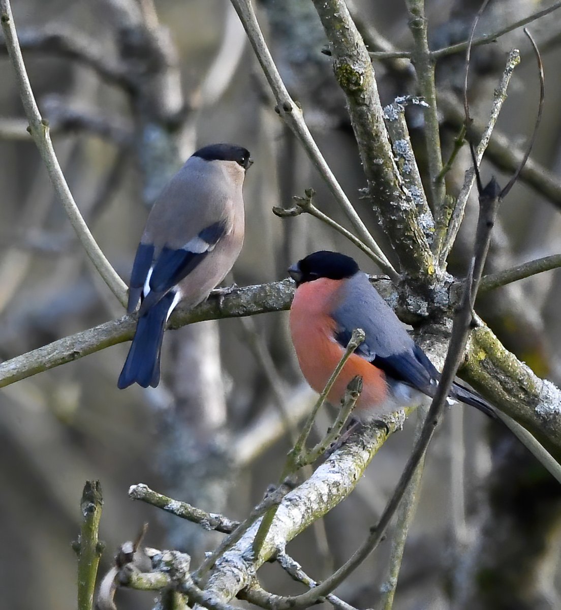 Male and female Bullfinch in the top of a tree. 😍
 Taken across a wooded valley in Woolacombe, North Devon. 😊🐦