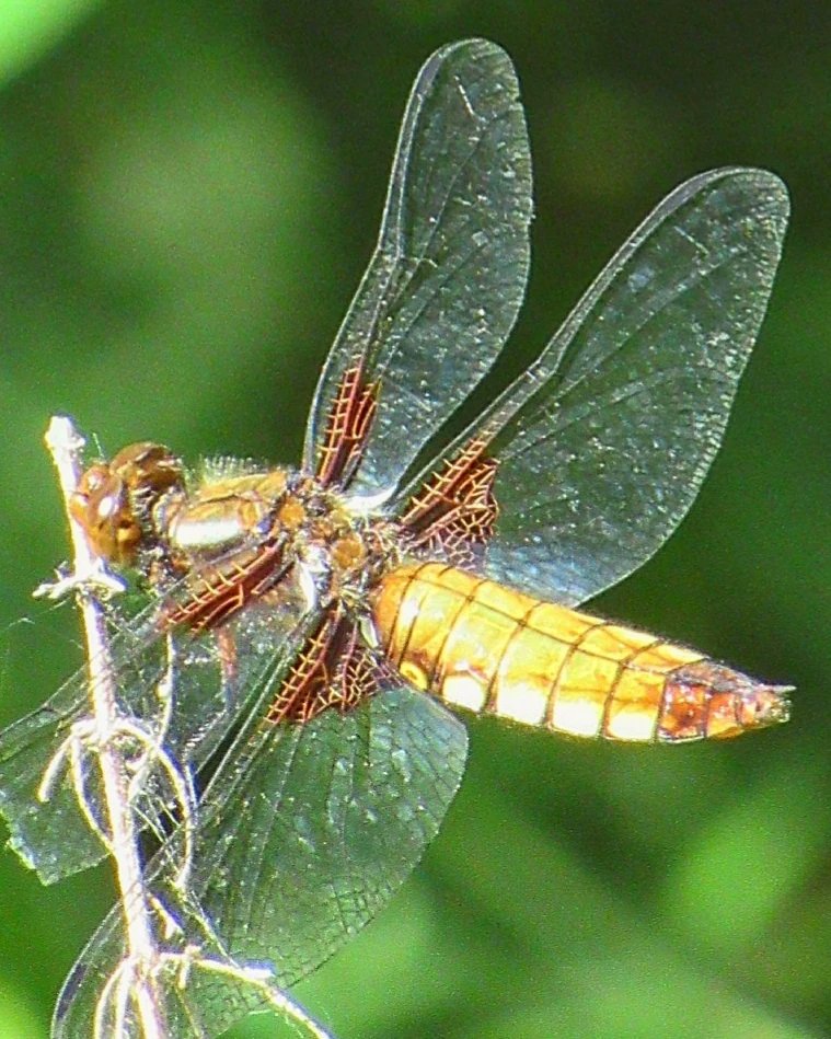Snjezana4m's tweet image. #libela #libelluladepressa #dragonfly #lake #bugs #vilinkonjic