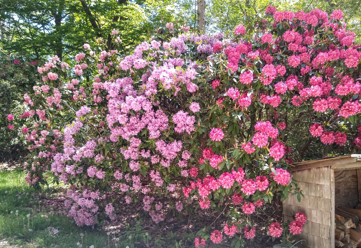 Tamar Haspel tweet media