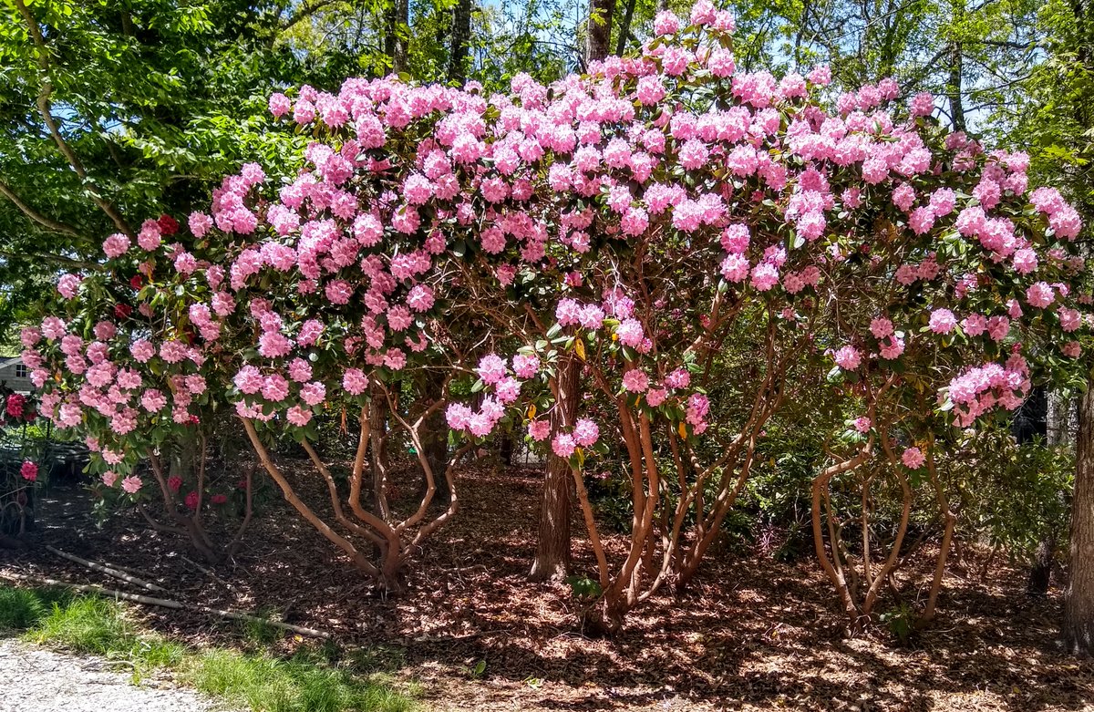 Tamar Haspel tweet media