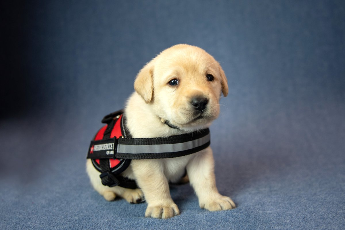 Kathiejmornings's tweet photo. You can help raise a puppy for @FreedomSvcDogs!πΆ
Learn how and more about how they are helping veterans on today's #KathieJShow at 9a.m. on Local3(Ch.3)
#veterans #freedomservicedogs #helping #dogs #puppies #Local3 #Denver #Colorado #local #talkshow #conversataions https://t.co/pDQhDMmJ3N