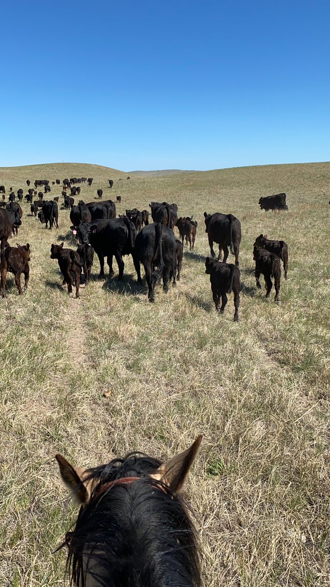 IanThom45131674's tweet photo. Branded and Out to grass with this bunch https://t.co/wTZXfURULC
