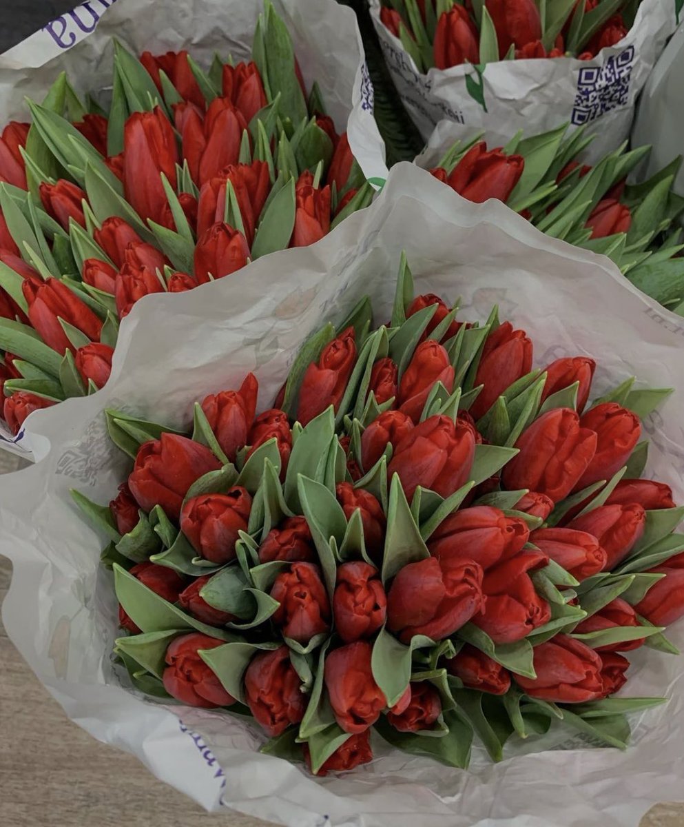 red tulips