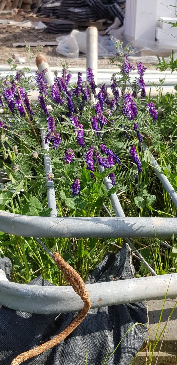Buttercups & Bullrushes tweet media