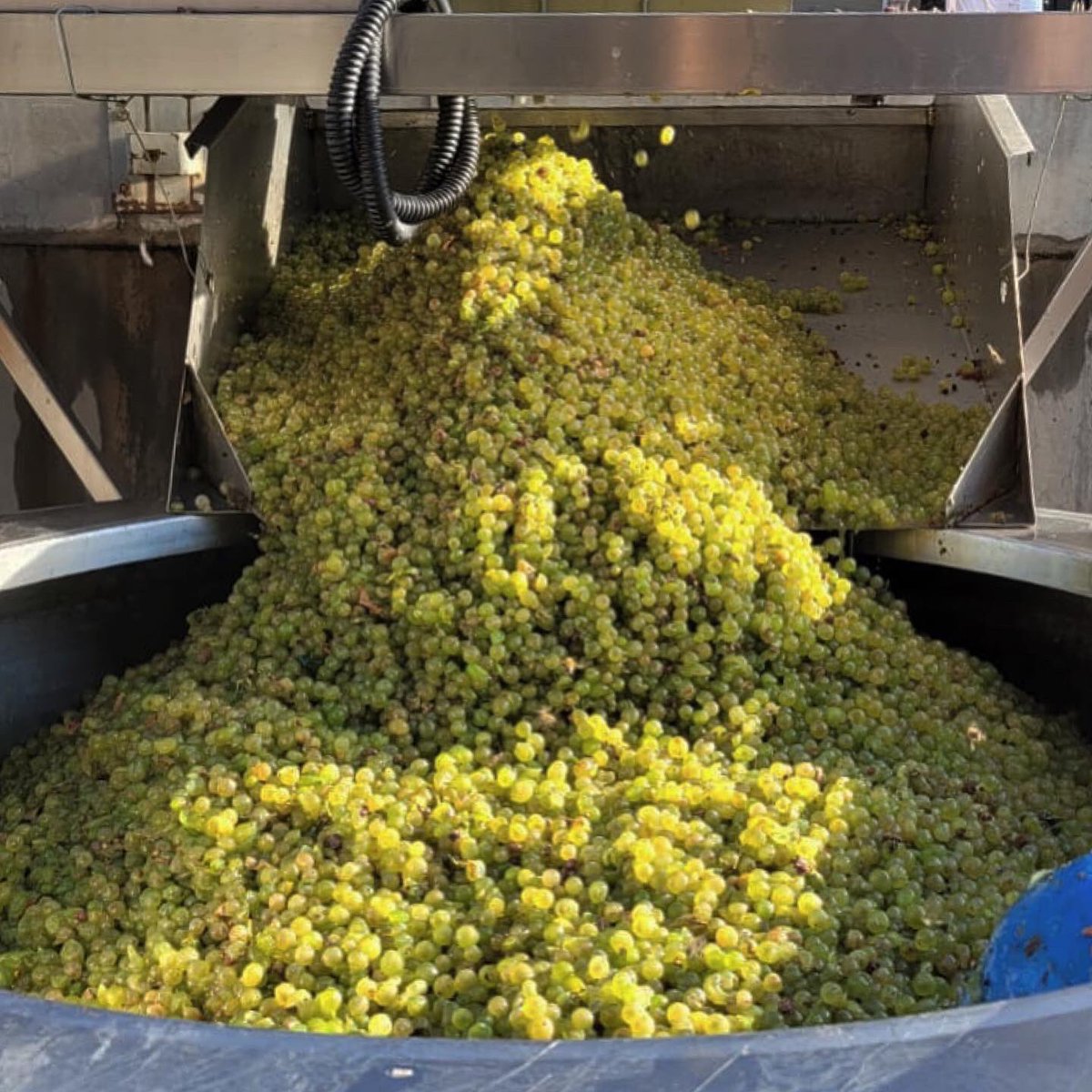 WinesKrontiras's tweet photo. #KrontirasWines / Orgánico … Biodinámico … creado 100% en #ConexiónNatural, nuestro Krontiras #CosmicAmber #Chardonnay es el vino perfecto para sumarte hoy a los festejos del #DíadelChardonnay.
Sumate vos también a la #SensaciónOrgánica disfrutando de nuestros vinos. https://t.co/G1wbWR9ut4