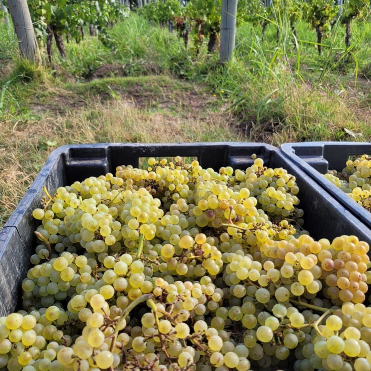 WinesKrontiras's tweet photo. #KrontirasWines / Orgánico … Biodinámico … creado 100% en #ConexiónNatural, nuestro Krontiras #CosmicAmber #Chardonnay es el vino perfecto para sumarte hoy a los festejos del #DíadelChardonnay.
Sumate vos también a la #SensaciónOrgánica disfrutando de nuestros vinos. https://t.co/G1wbWR9ut4