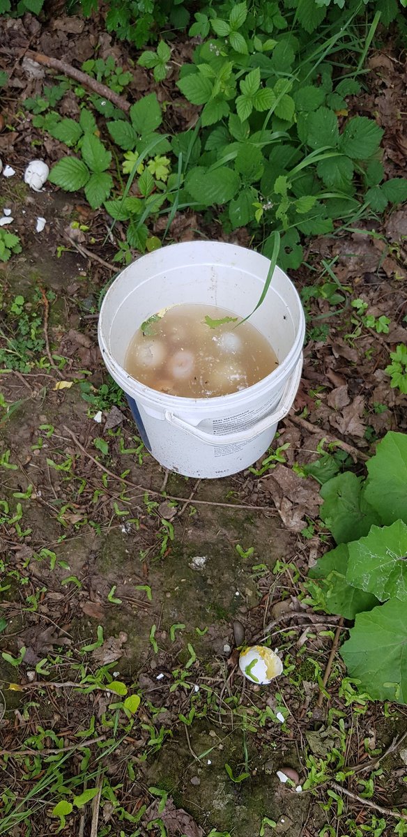 Another #litterpick today. Glass &amp; plastic bottles, cans &amp; chocolate wrappers.  Broken glass removed from next to a play area.  Lovely flowers on show and wildlife area and the most unusual find yet.  #BoultonMoor #lovewhereyoulive #PaininTheGlass <a href="/2minlitterpick/">2minutelitterpick🚯</a> <a href="/cleanupbritain/">Clean Up Britain</a>