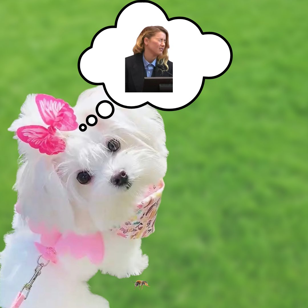pea_may's tweet photo. I’d like to submit this evidence that my dog stepped on a bee. This is NOT photoshopped. #JohnnyDeppVsAmberHeard
#IStandWithEvidence https://t.co/4P2ij95bpX