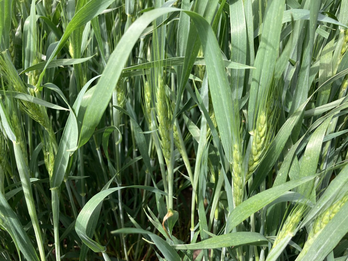 DivitarisS's tweet photo. Heads are starting to emerge,
Miravis Ace timing is a few days away! Ideal timing is 50% flowering. If your not sure on timing, let me know. @syngentacanada #fusarium #leafdisease #cleanwheat #miravisace https://t.co/lyElr2DSmk
